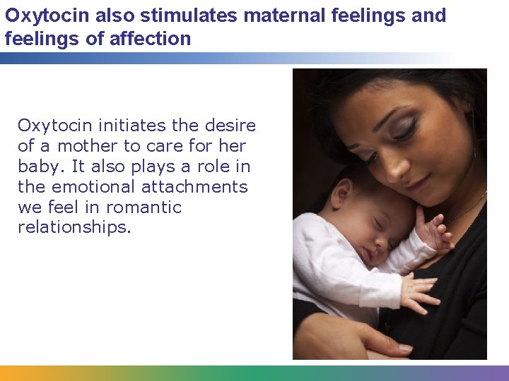 Oxytocin also stimulates maternal feelings and feelings of affection Oxytocin initiates the desire of