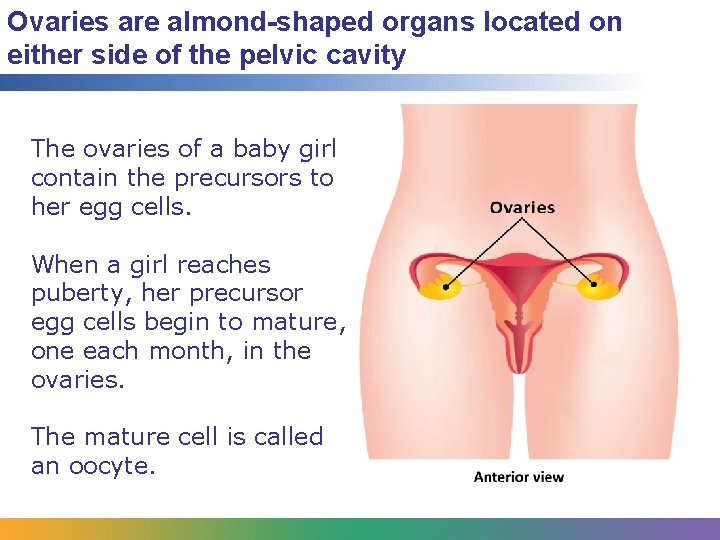 Ovaries are almond-shaped organs located on either side of the pelvic cavity The ovaries