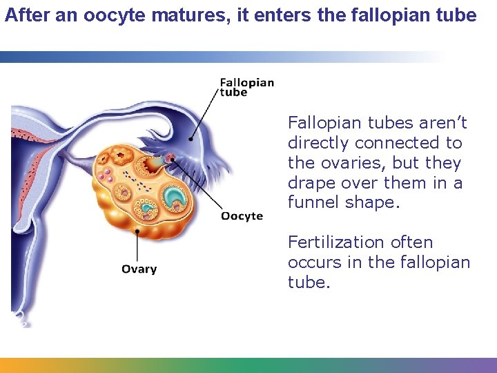 After an oocyte matures, it enters the fallopian tube Fallopian tubes aren’t directly connected