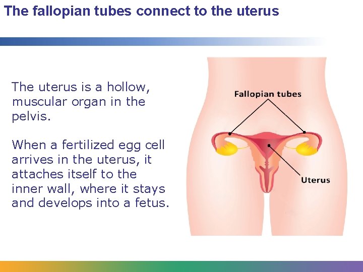 The fallopian tubes connect to the uterus The uterus is a hollow, muscular organ