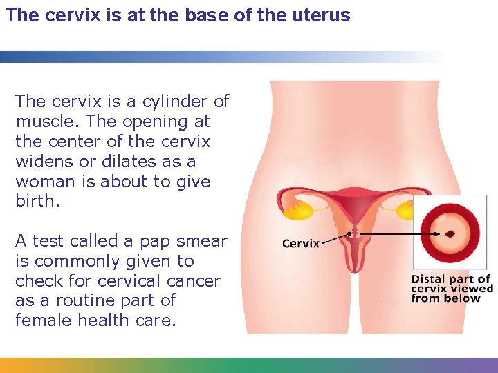 The cervix is at the base of the uterus The cervix is a cylinder