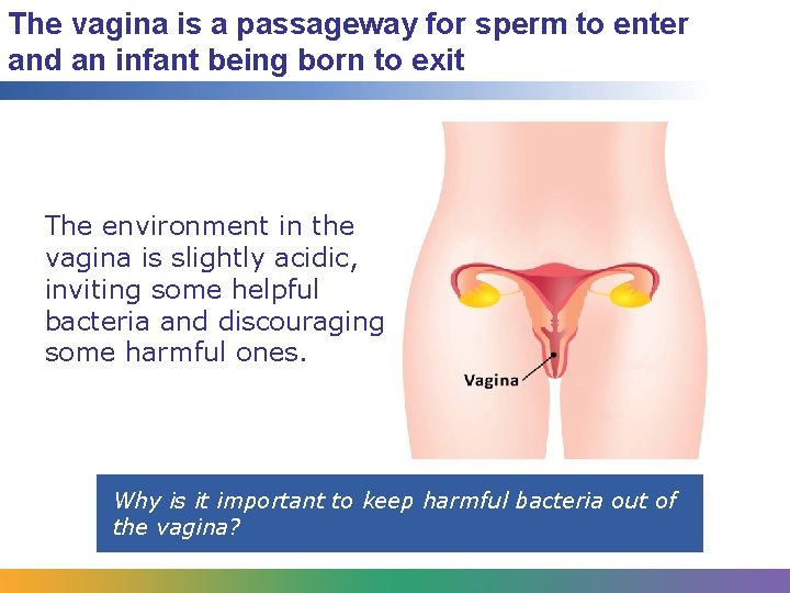 The vagina is a passageway for sperm to enter and an infant being born