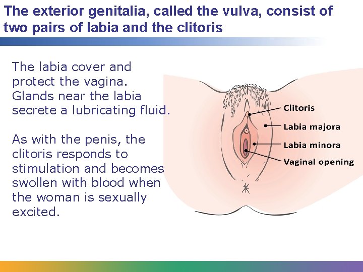 The exterior genitalia, called the vulva, consist of two pairs of labia and the