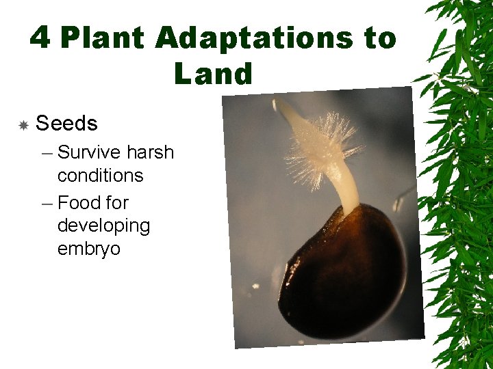 4 Plant Adaptations to Land Seeds – Survive harsh conditions – Food for developing