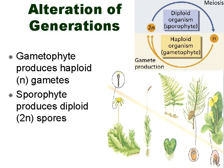 Alteration of Generations Gametophyte produces haploid (n) gametes Sporophyte produces diploid (2 n) spores