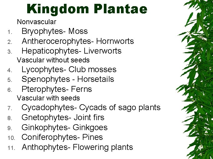 Kingdom Plantae Nonvascular 1. 2. 3. Bryophytes- Moss Antherocerophytes- Hornworts Hepaticophytes- Liverworts Vascular without