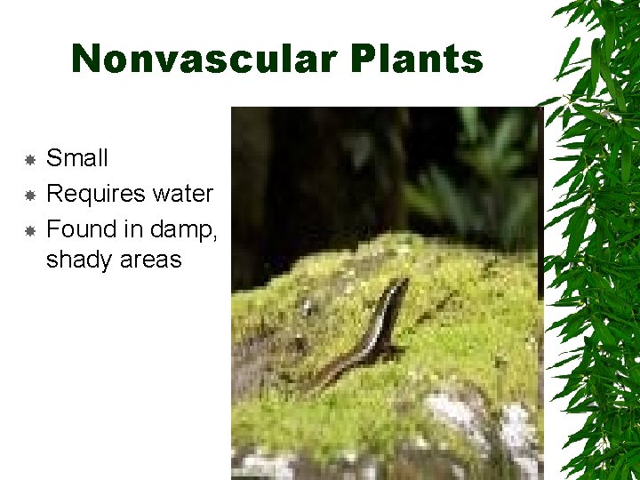 Nonvascular Plants Small Requires water Found in damp, shady areas 