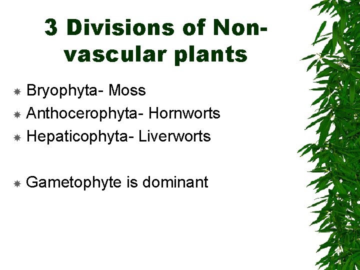 3 Divisions of Nonvascular plants Bryophyta- Moss Anthocerophyta- Hornworts Hepaticophyta- Liverworts Gametophyte is dominant
