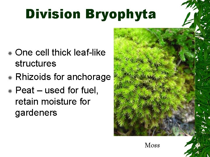 Division Bryophyta One cell thick leaf-like structures Rhizoids for anchorage Peat – used for