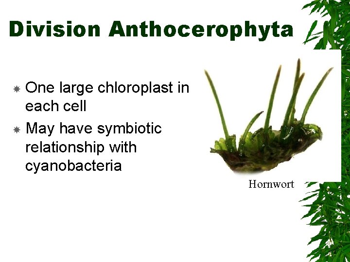 Division Anthocerophyta One large chloroplast in each cell May have symbiotic relationship with cyanobacteria