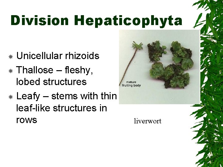 Division Hepaticophyta Unicellular rhizoids Thallose – fleshy, lobed structures Leafy – stems with thin
