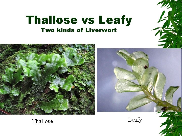 Thallose vs Leafy Two kinds of Liverwort Thallose Leafy 