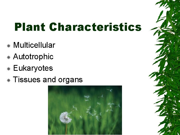 Plant Characteristics Multicellular Autotrophic Eukaryotes Tissues and organs 