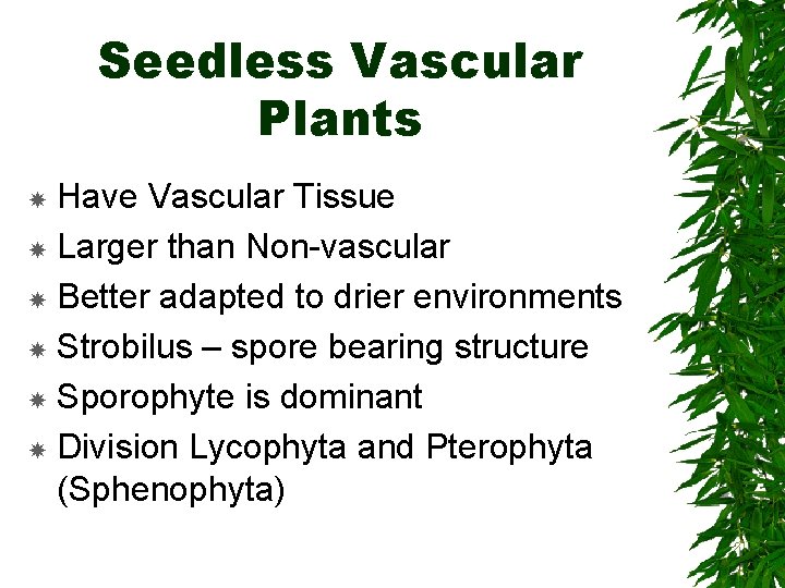 Seedless Vascular Plants Have Vascular Tissue Larger than Non-vascular Better adapted to drier environments