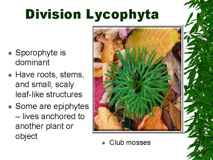 Division Lycophyta Sporophyte is dominant Have roots, stems, and small, scaly leaf-like structures Some