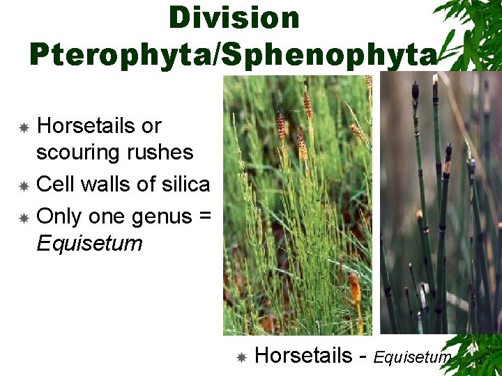 Division Pterophyta/Sphenophyta Horsetails or scouring rushes Cell walls of silica Only one genus =