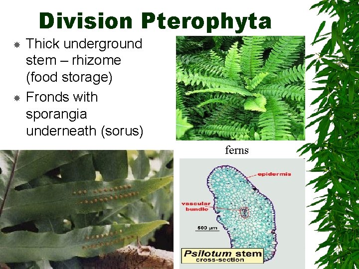 Division Pterophyta Thick underground stem – rhizome (food storage) Fronds with sporangia underneath (sorus)