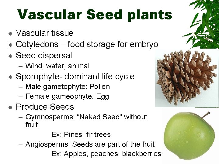 Vascular Seed plants Vascular tissue Cotyledons – food storage for embryo Seed dispersal –