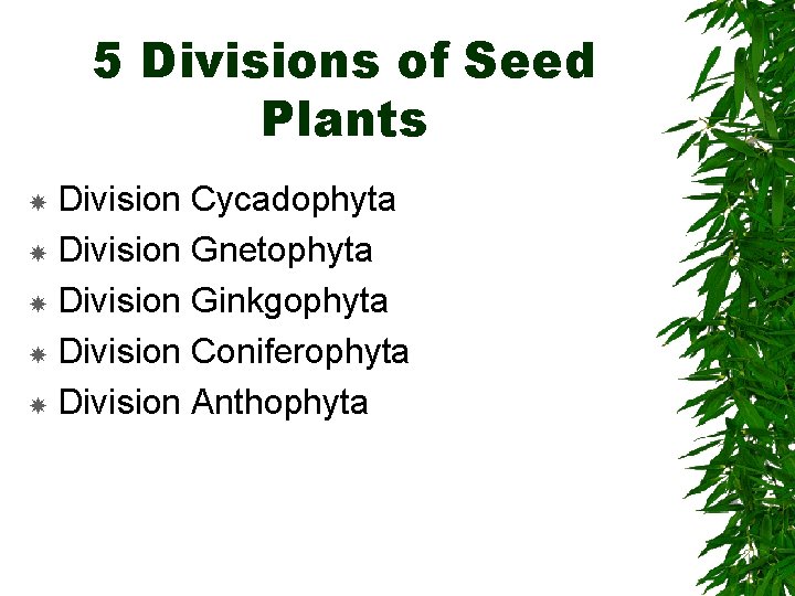 5 Divisions of Seed Plants Division Cycadophyta Division Gnetophyta Division Ginkgophyta Division Coniferophyta Division