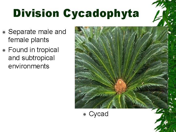 Division Cycadophyta Separate male and female plants Found in tropical and subtropical environments Cycad