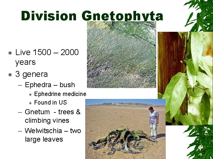 Division Gnetophyta Live 1500 – 2000 years 3 genera – Ephedra – bush Ephedrine