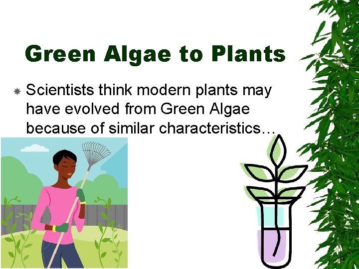 Green Algae to Plants Scientists think modern plants may have evolved from Green Algae