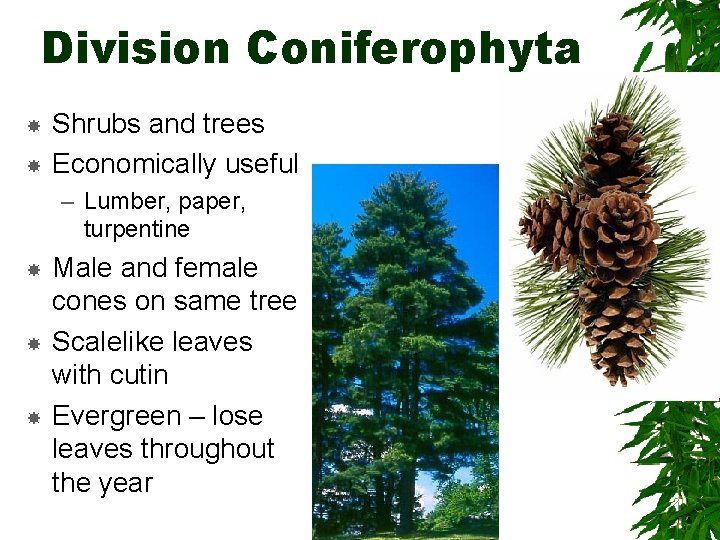 Division Coniferophyta Shrubs and trees Economically useful – Lumber, paper, turpentine Male and female