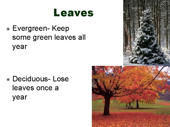 Leaves Evergreen- Keep some green leaves all year Deciduous- Lose leaves once a year