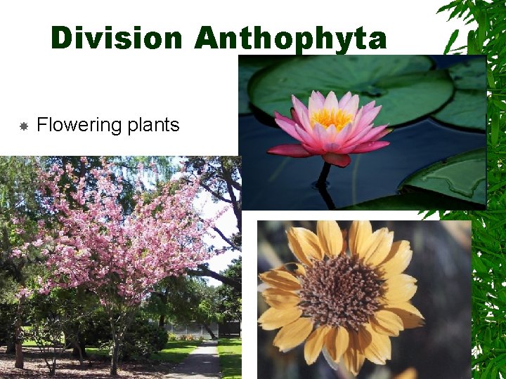 Division Anthophyta Flowering plants 