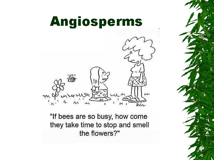 Angiosperms 