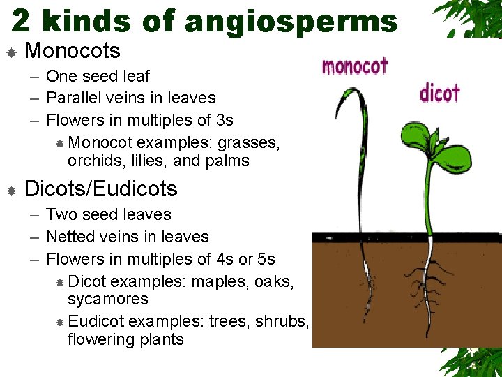 2 kinds of angiosperms Monocots – One seed leaf – Parallel veins in leaves