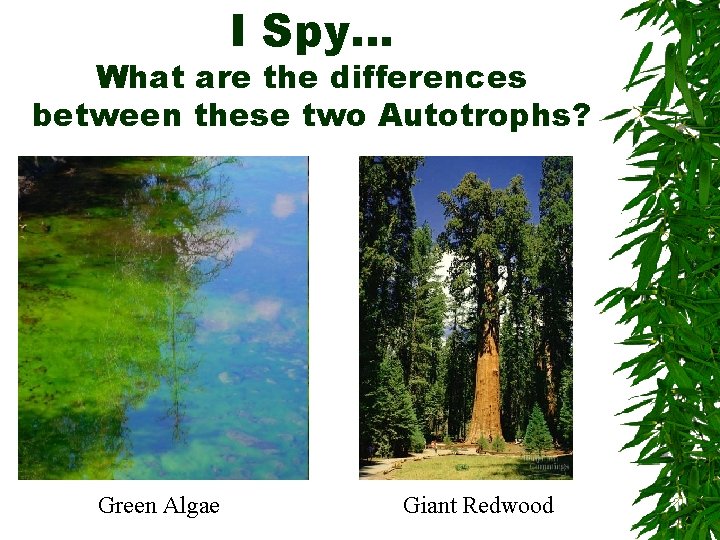 I Spy… What are the differences between these two Autotrophs? Green Algae Giant Redwood