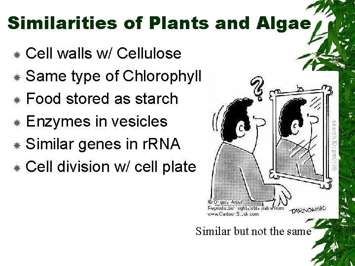 Similarities of Plants and Algae Cell walls w/ Cellulose Same type of Chlorophyll Food