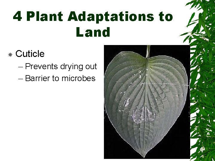 4 Plant Adaptations to Land Cuticle – Prevents drying out – Barrier to microbes