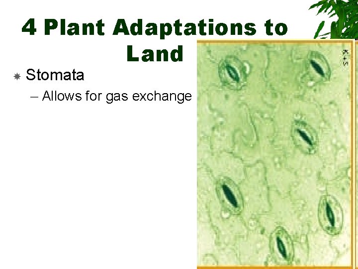 4 Plant Adaptations to Land Stomata – Allows for gas exchange 