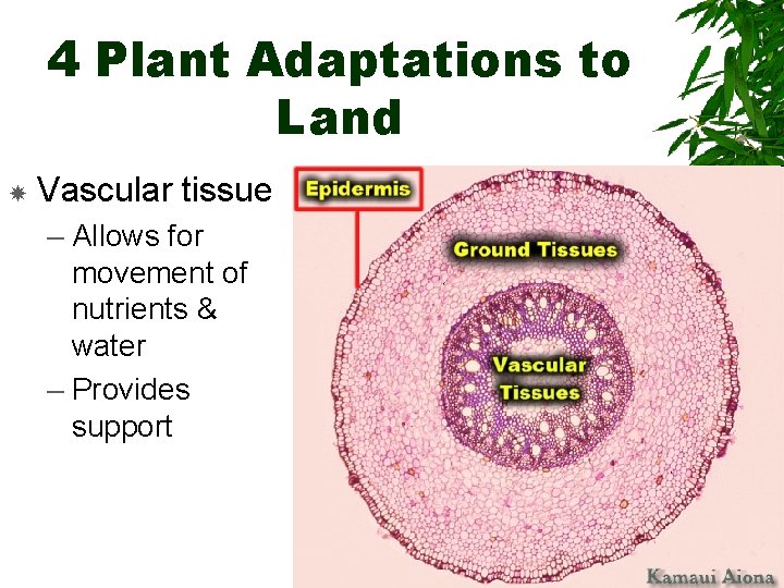 4 Plant Adaptations to Land Vascular tissue – Allows for movement of nutrients &