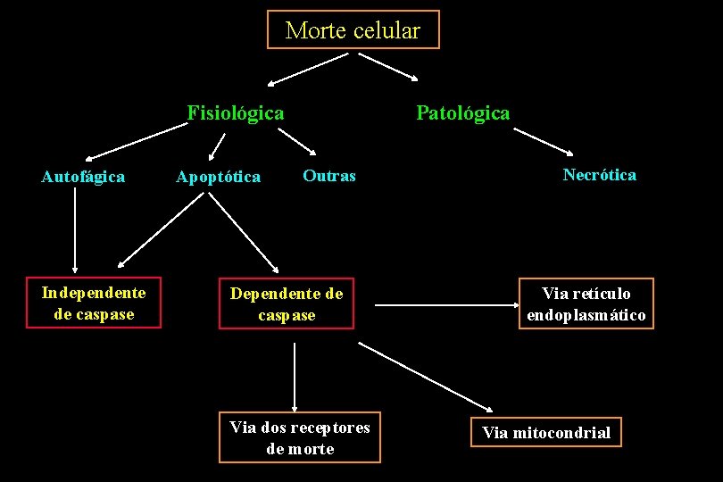 Morte celular Fisiológica Autofágica Independente de caspase Apoptótica Patológica Outras Dependente de caspase Via