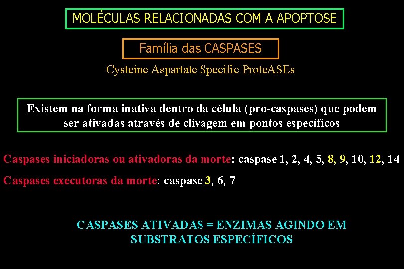 MOLÉCULAS RELACIONADAS COM A APOPTOSE Família das CASPASES Cysteine Aspartate Specific Prote. ASEs Existem