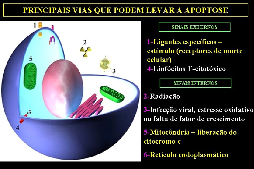 PRINCIPAIS VIAS QUE PODEM LEVAR A APOPTOSE SINAIS EXTERNOS 1 -Ligantes específicos – estímulo