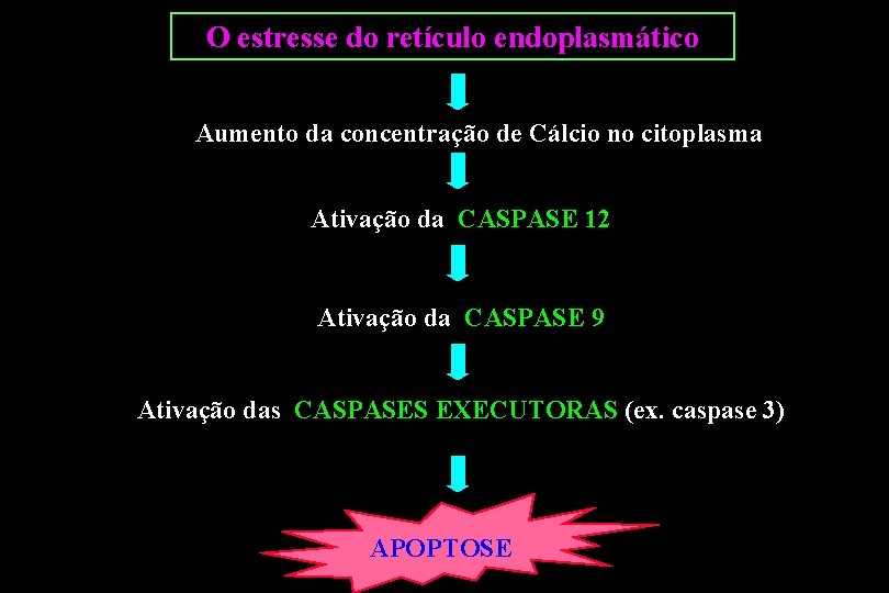 O estresse do retículo endoplasmático Aumento da concentração de Cálcio no citoplasma Ativação da