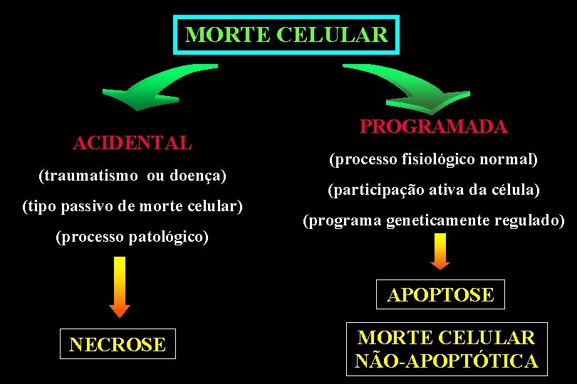 MORTE CELULAR ACIDENTAL (traumatismo ou doença) (tipo passivo de morte celular) (processo patológico) PROGRAMADA