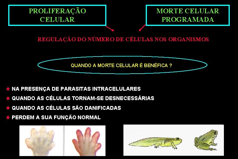 PROLIFERAÇÃO CELULAR MORTE CELULAR PROGRAMADA REGULAÇÃO DO NÚMERO DE CÉLULAS NOS ORGANISMOS QUANDO A