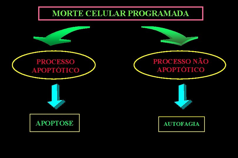 MORTE CELULAR PROGRAMADA PROCESSO APOPTÓTICO PROCESSO NÃO APOPTÓTICO APOPTOSE AUTOFAGIA 