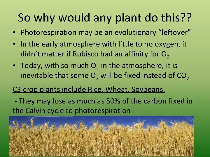 So why would any plant do this? ? • Photorespiration may be an evolutionary