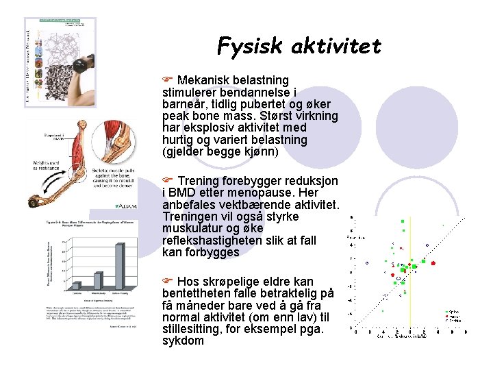 Fysisk aktivitet F Mekanisk belastning stimulerer bendannelse i barneår, tidlig pubertet og øker peak