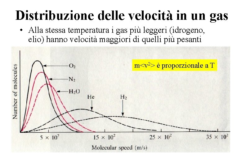 Distribuzione delle velocità in un gas • Alla stessa temperatura i gas più leggeri
