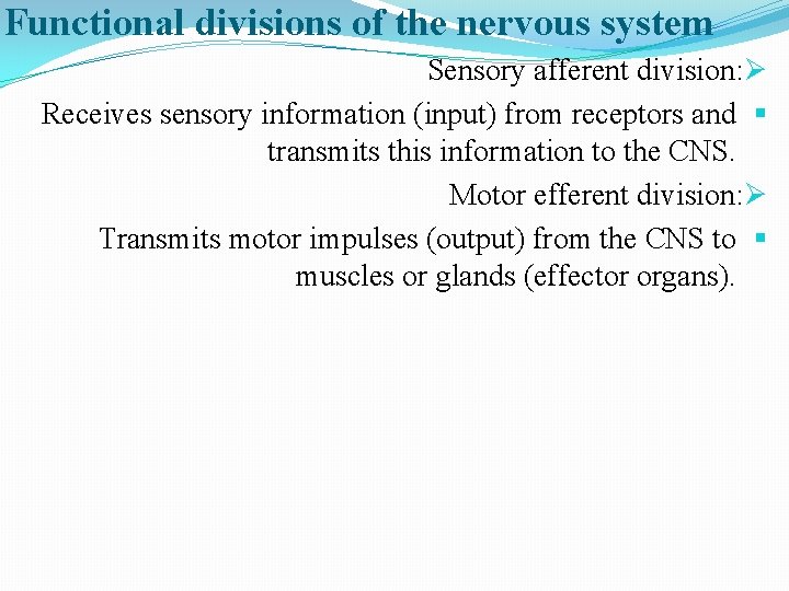 Functional divisions of the nervous system Sensory afferent division: Ø Receives sensory information (input)