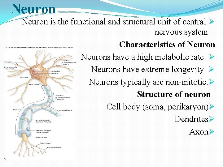 Neuron is the functional and structural unit of central Ø nervous system Characteristics of