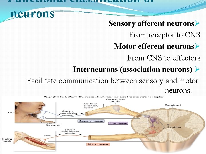 Functional classification of neurons Sensory afferent neuronsØ From receptor to CNS Motor efferent neuronsØ