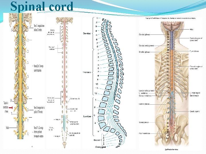 Spinal cord 